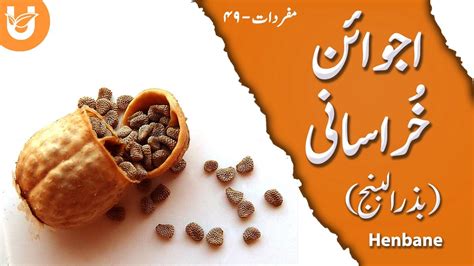 Ajwain Khurasani Henbane Youtube