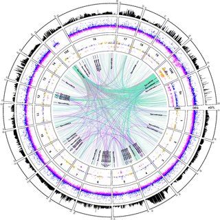 Circos Plot Showing Total Eqtls Per Locus On The Outer Track Range