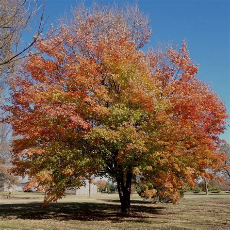 23 Most Common Trees In Illinois Progardentips