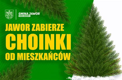 Zabior Choinki Jelonka Wiadomo Ci Jawor