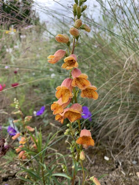 Digitalis obscura — Stellata Plants