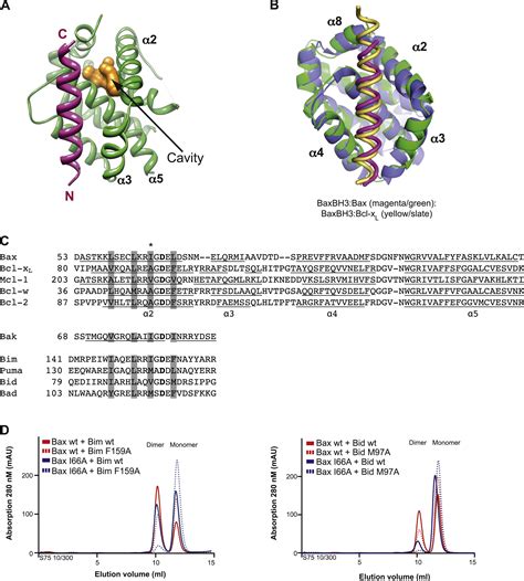 Bax Crystal Structures Reveal How BH3 Domains Activate Bax and Nucleate ... 
