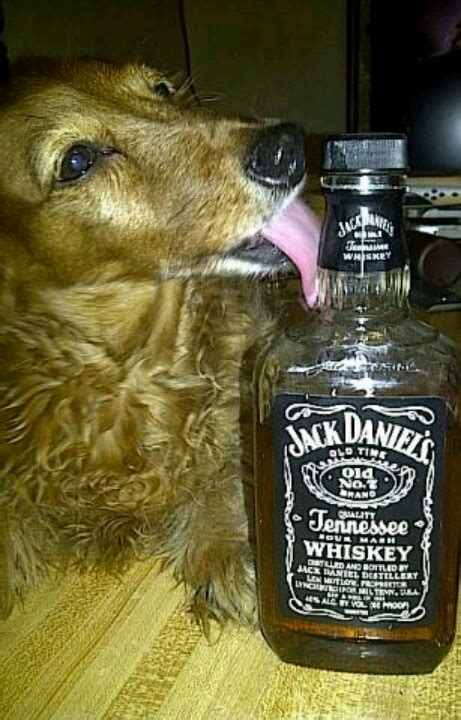 Pin By Carla Pereira On Silly Animals Whiskey Jack Daniels Whiskey