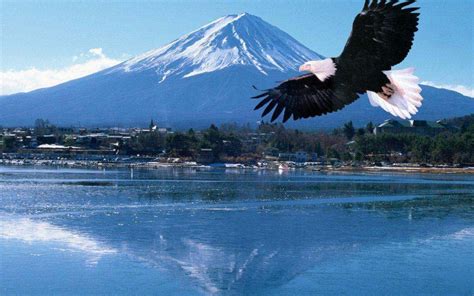 Golden Eagle Flying Wallpaper