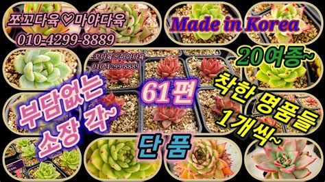 쪼꼬다육 61편 소장각 착한명품 단품 多肉植物 succulent 多肉植物 YouTube