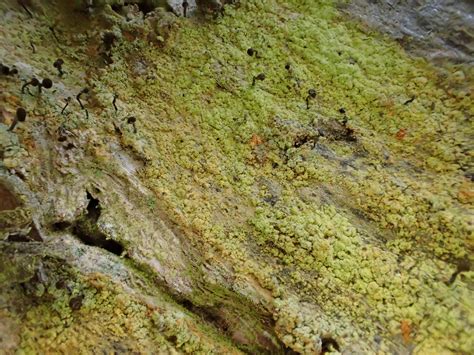 Swindale Lichen Trip Report December Cumbria Lichens And