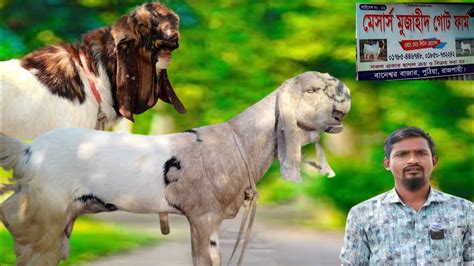 লিটন ভাইয়ের নতুন কালেকশন। তোতাপুরীহরিয়ানা পাঠা ক্রস জাতের ছাগল। ঠিকানা বানেশ্বর বাজার।