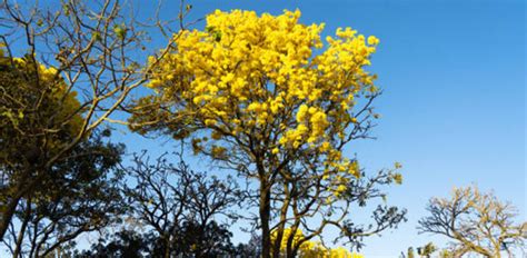 How Fast Is Jacaranda Tree Growth Rate Per Year? - EmbraceGardening