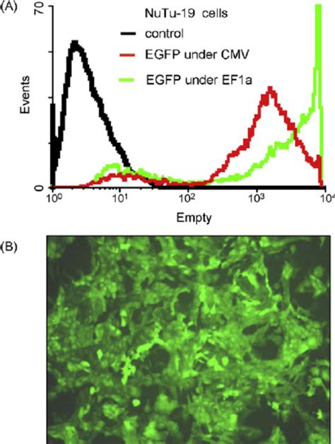 Egfp Expression In Nutu 19 Cells After Lentiviral Transduction In Vitro