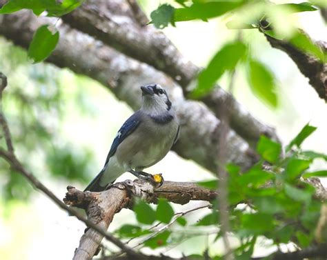 Free Blue Jay Bird Images Pixabay