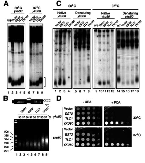 A Southern Blot Of Xhoi Digested Genomic Dna Probed With Y′specific