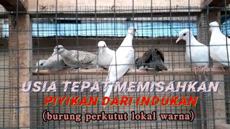 Usia Tepat Memisahkan Piyikan Dari Indukan Burung Perkutut Lokal