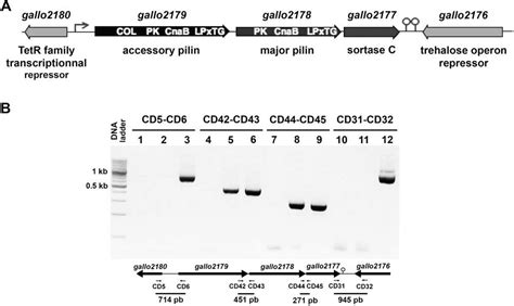 Figure 1 From Molecular Characterization Of A Streptococcus