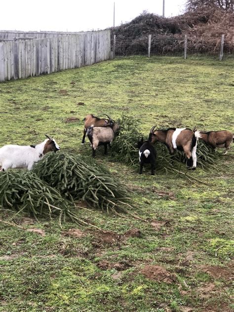 La ferme dEllia une bulle de bien être Bien en Périgord