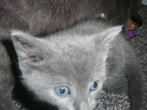 Stunning Korat / Black smoke kittens all boys | in Blantyre, Glasgow