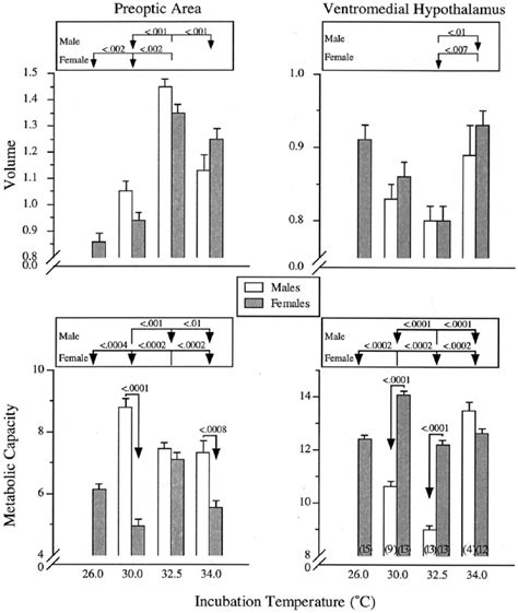 Effect Of Incubation Temperature And Gonadal Sex On The Volume Top Download Scientific Diagram