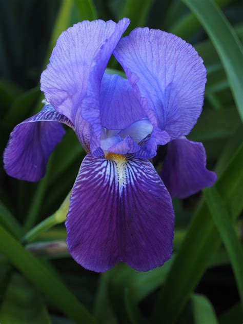 11 Gambar Bunga Iris Paling Baru