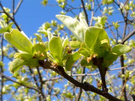 Kostenlose Foto Baum Ast Bl Hen Frucht Sonnenlicht Blatt Blume