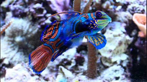 Synchiropus Splendidus Mandarin Dragonet Youtube