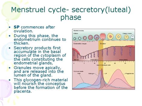 Histology Of Female Reproductive System Petek Korkusuz Md