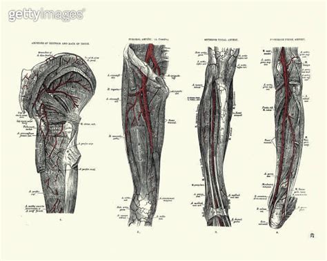 Arteries Of Buttock Thigh Femoral Anterior Tibial Posterior Tibial