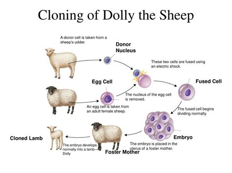 Summarize The Cloning Process