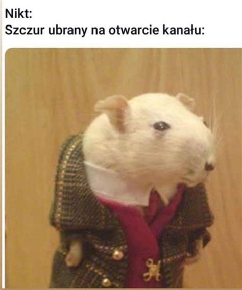 Szczur Na Otwarcie Kana U