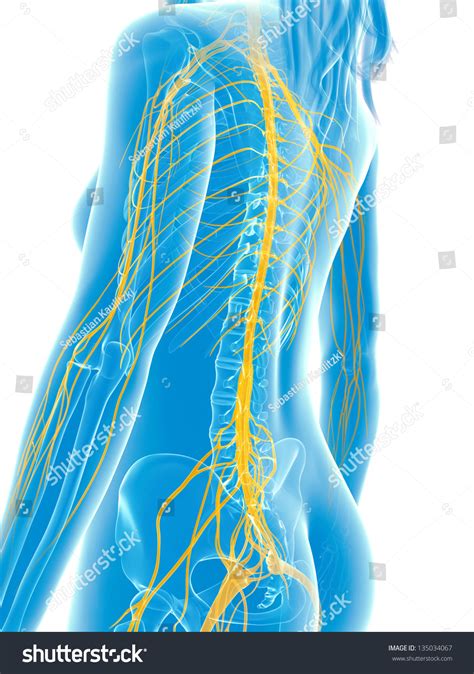 D Rendered Medical Illustration Female Nerves Ilustra Es Stock