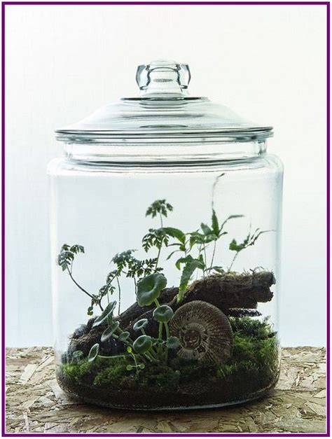 26 Terrariums Beautiful Enclosed Gardens You Can Build At Home 00021 Terrarium Pour Plantes