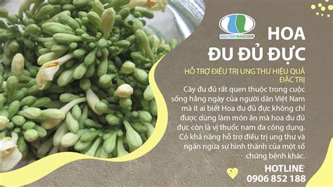 Hoa Đu Đủ Đực Có Tác Dụng Gì