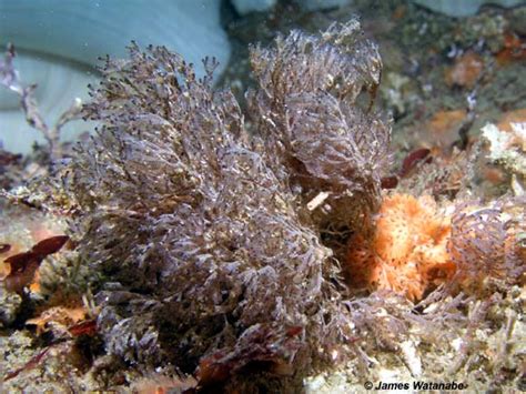 The Anti-Cancer Bryozoan! - Habitat