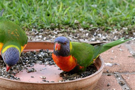 Random Black Heart Glitter Moments: Rainbow lorikeet feeding time