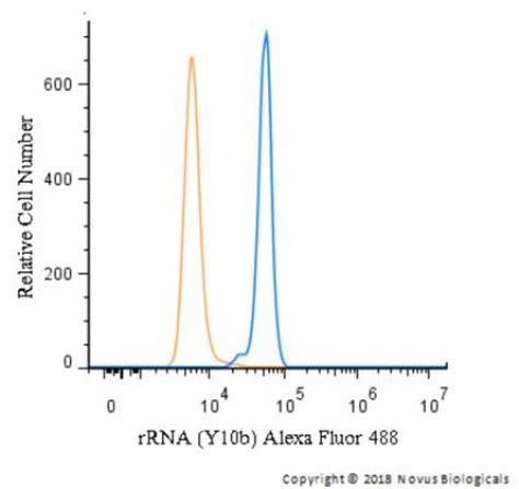 Rrna Antibody Y B Alexa Fluor Novus Biologicals Tests