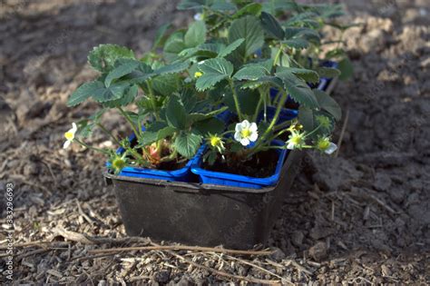 Barquette De Plants De Fraisier Planter Dans Le Potager Stock Photo