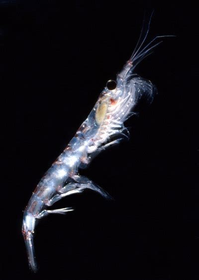 Krill in Antarctica, size, food, population, facts