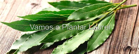 Cómo Plantar Laurel Trucos Y Consejos Para Plantarlo Paso A Paso