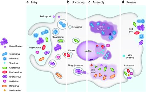 Representative Scheme Of The Amoeba Viruses Replication Cycle A Download Scientific Diagram