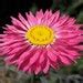 500 Paper Daisy Seeds, Pink Shades, Everlasting Flowers RH015C - Etsy