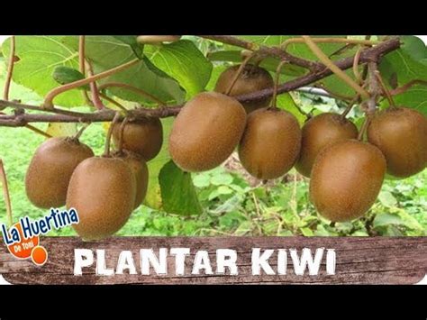 El Nombre Del Rbol Del Kiwi Descubre C Mo Se Llama Esta Frutal