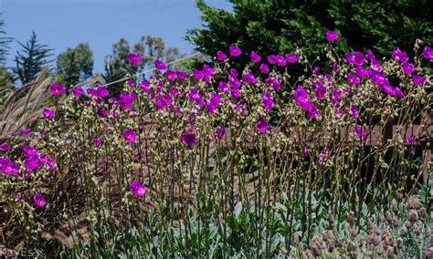 Calandrinia Spectabilis Rock Purslane Central Valley Builders