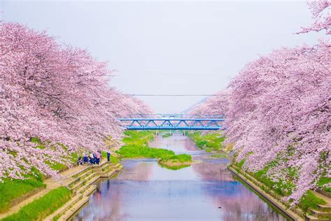 Japón con los cerezos en flor guía para celebrar el hanami