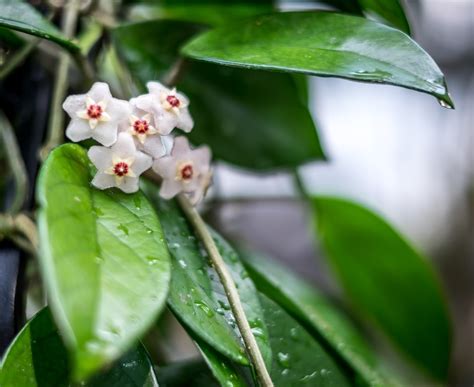 A Flowering Hoya Plant Brings A Flowering Of Doubt The Washington Post