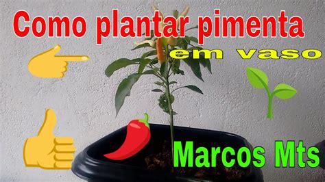 Como Plantar Pimenta Em Vaso Marcos Mts YouTube