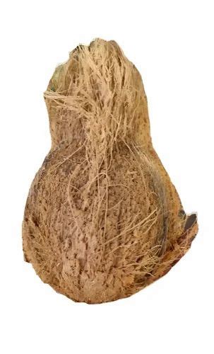 A Grade Pollachi Semi Husked Mature Coconut Coconut Size Small At Rs