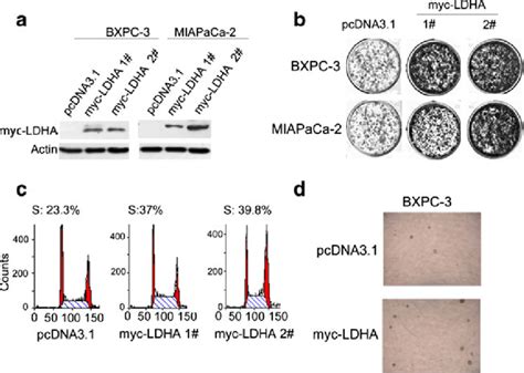 Overexpression Of Ldha Promoted The Growth Of Pancreatic Cancer Cells