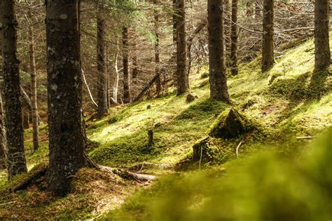 Hallormsstaðaskógur Icelands Only Forest Íslandshótel