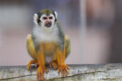 Zoo de La Palmyre, the Common Squirrel Monkey