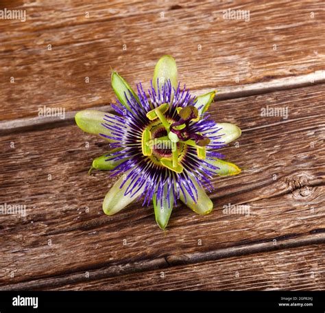 Pasionaria cabeza passiflora caerulea fotografías e imágenes de alta