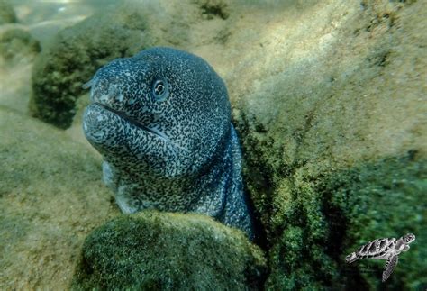 Gymnothorax Pictus Paintspotted Moray Snorkeling Report