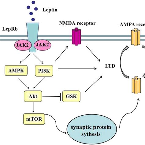 Leptin Activates Multiple Signaling Pathways That Potentiate Download Scientific Diagram